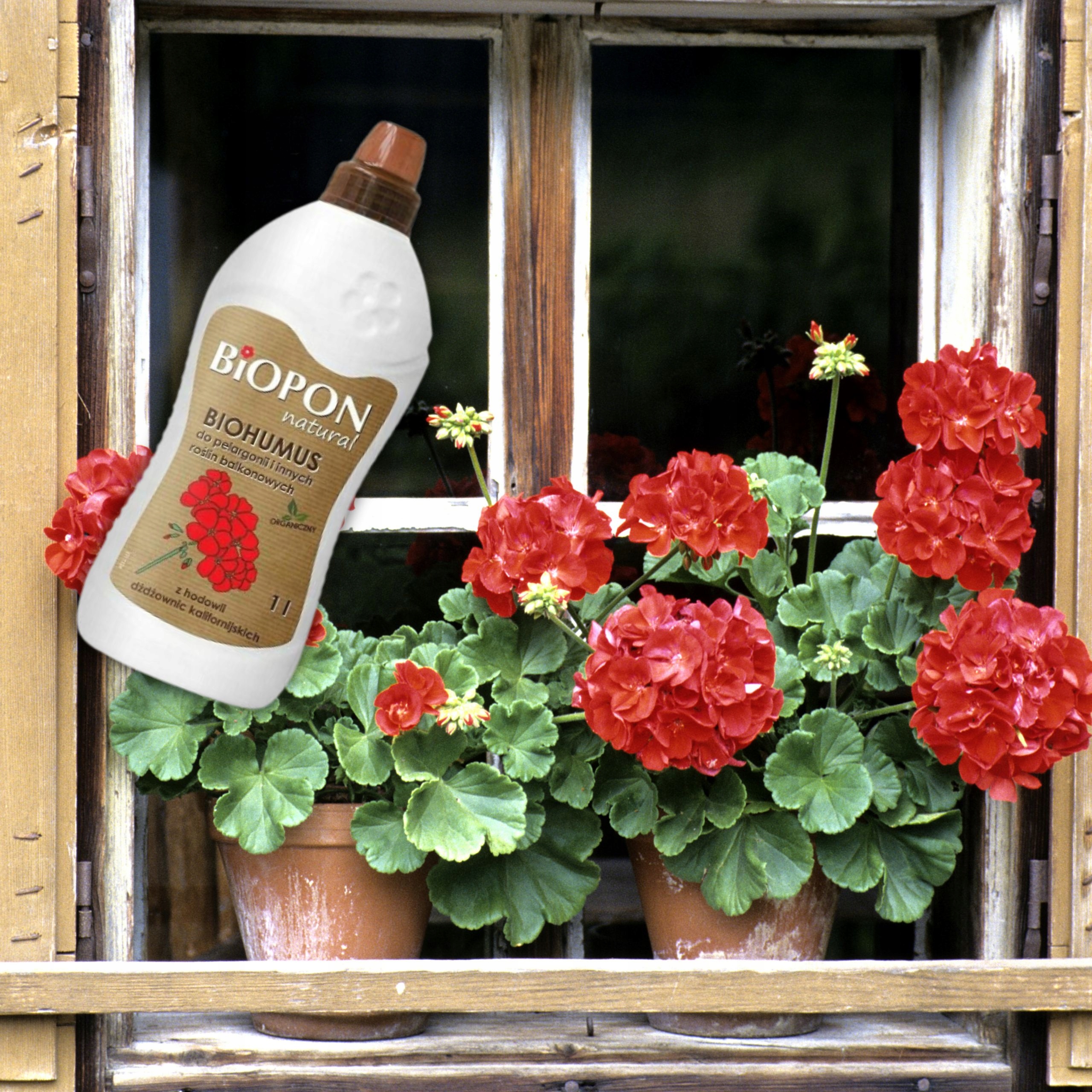BIOPON NATURAL NAWÓZ BIOHUMUS DO PELARGONII ROŚLIN BALKONOWYCH 1L Producent Biopon