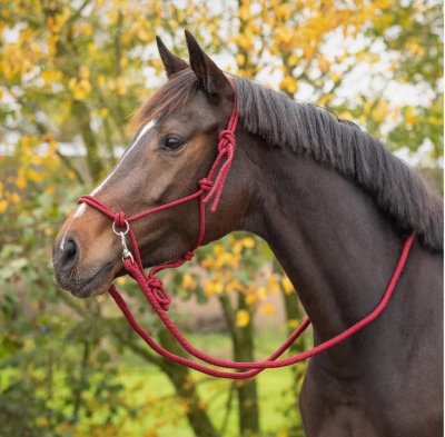 Halter z wodzami Qhp Kantar sznurkowy do jazdy, bordowy Shetty