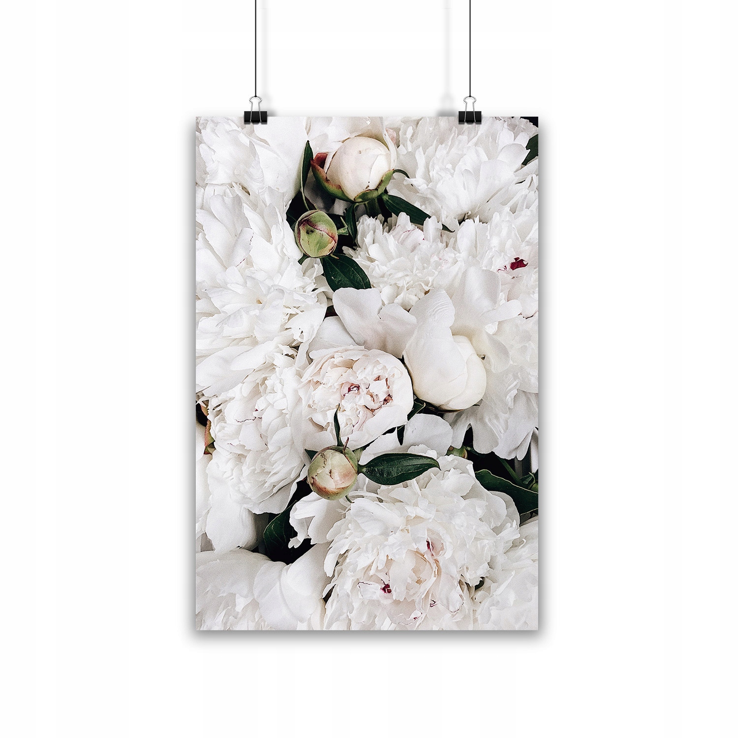 

Plakat Peonie grafika 30x40 Białe Kwiaty obraz