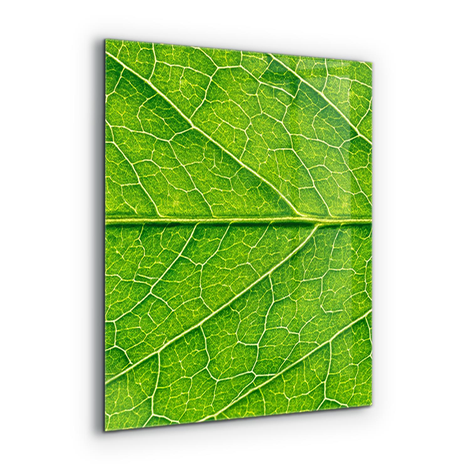 Kuchynský panel na stenu s detailmi jemného listu