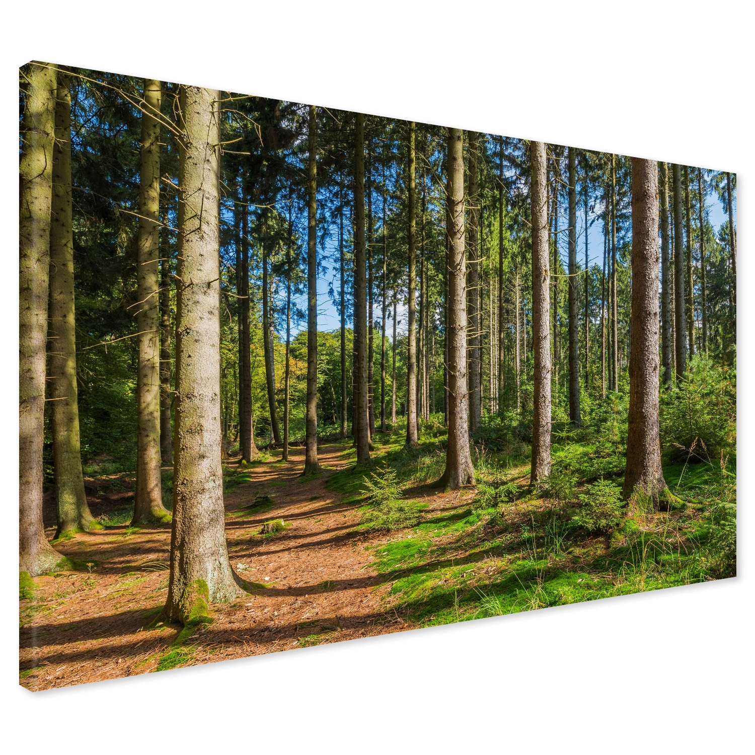 Obraz na płótnie 120x80 Las Drzewa Nowoczesny XXL Canvas do Salonu Premium