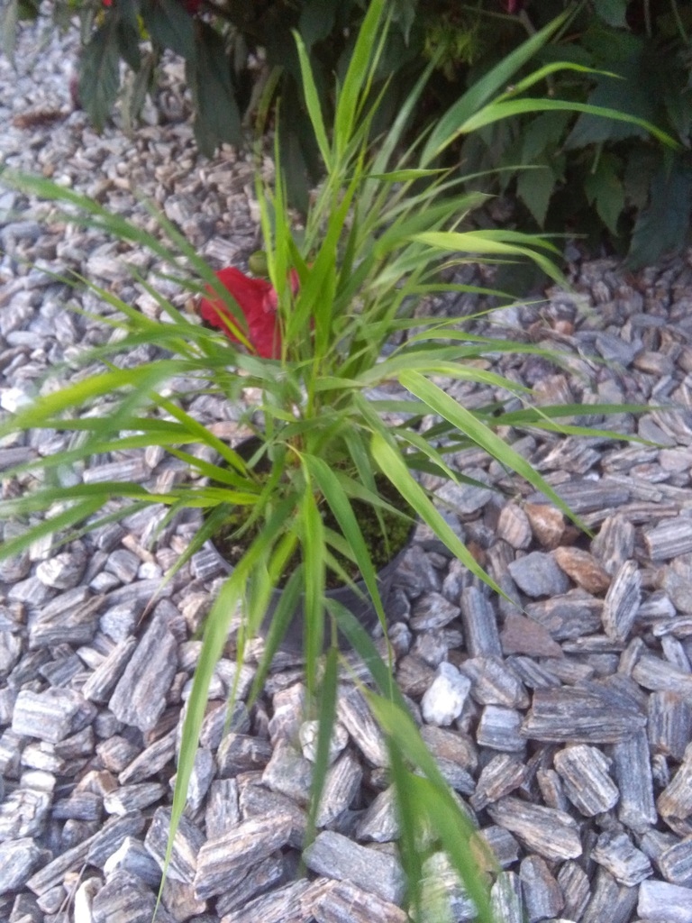 Hakonechloa smukła Albo Striata -p13 Roślina w postaci sadzonka w pojemniku 0,5-1l