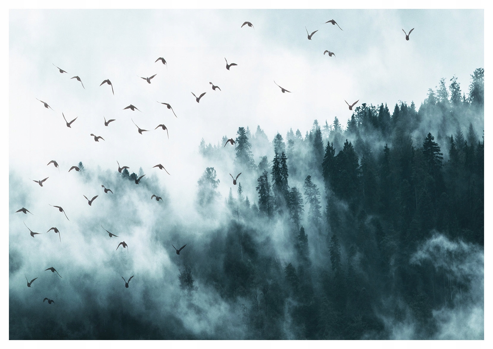 Fototapeta Les hmlistý vtáky ihličnatá vinylová príroda 208x146 lepidlo