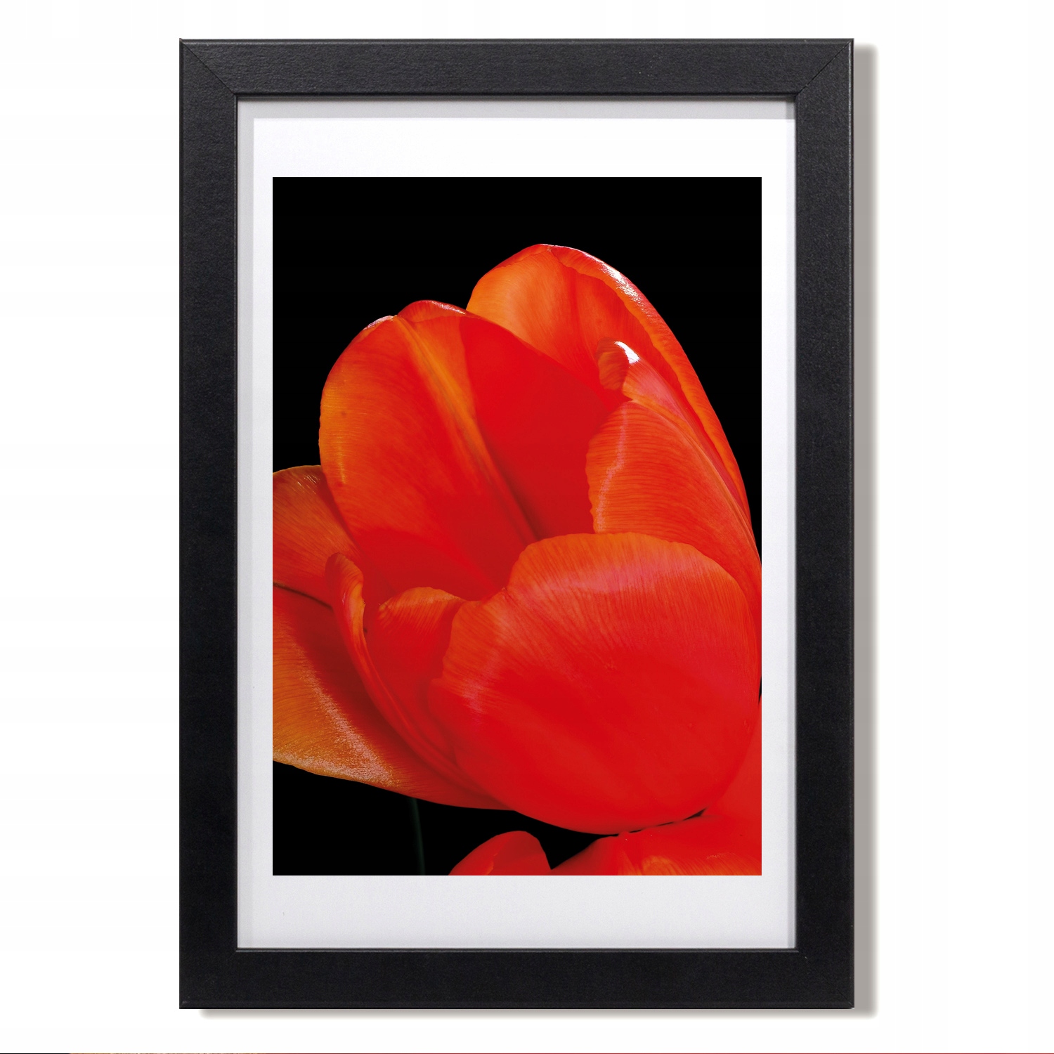 Obraz s rámem z Mdf Tulipán makro vločky 20x30 cm