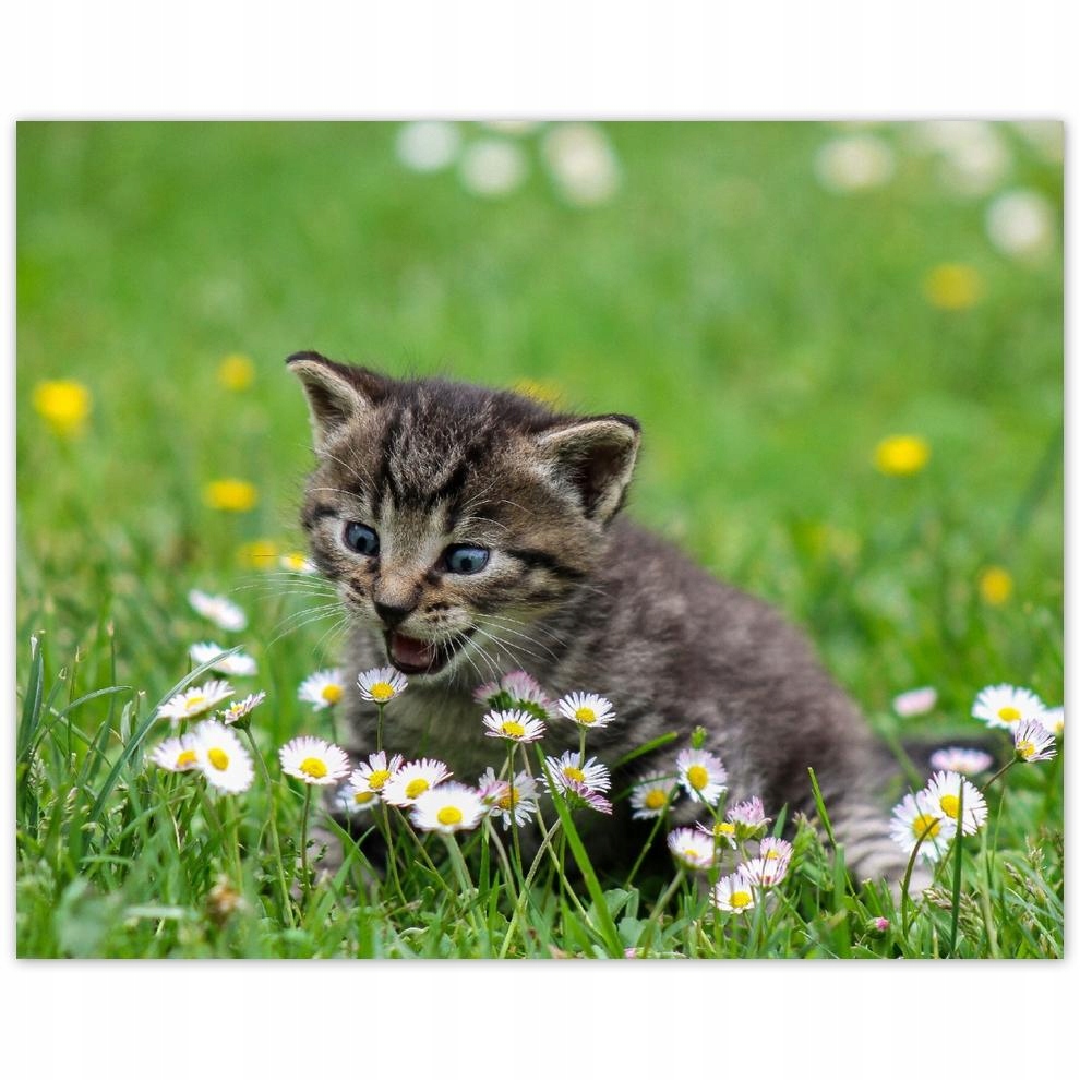 

Plakat 50x40 Kotek Kicia Kot