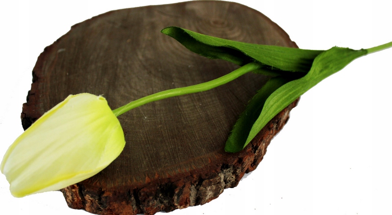 

Tulipan Na Łodydze Seledynowy 50 cm