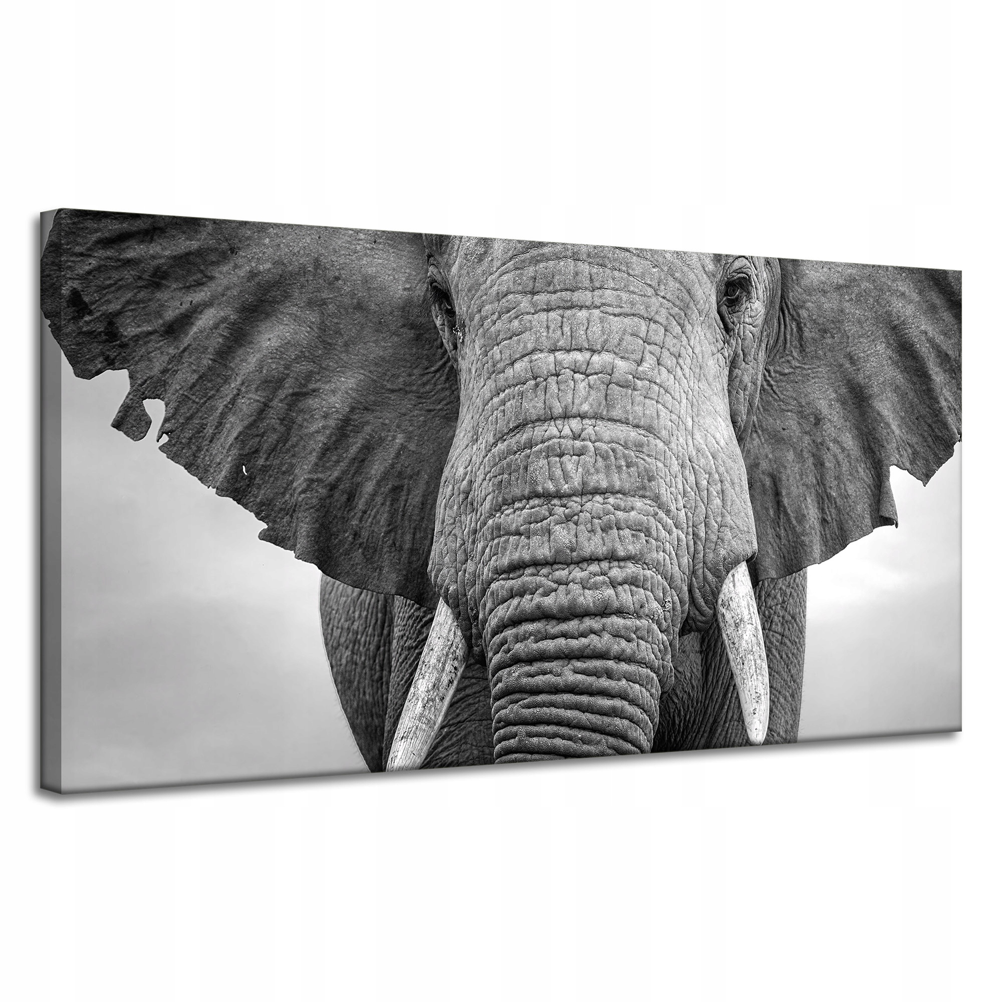 Obraz na plátně Šedá Tvář slona Zvíře 120x60 cm Ideální jako dárek