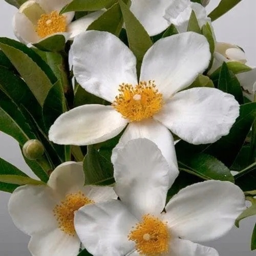 GORDLINIA WIELKOKWIATOWA DŁUGO KWITNĄCA 80 / 100 CM