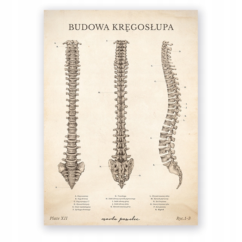 Plakat anatomiczny Budowa Kregosłupa Vintage plansza do gabinetu Pawelec