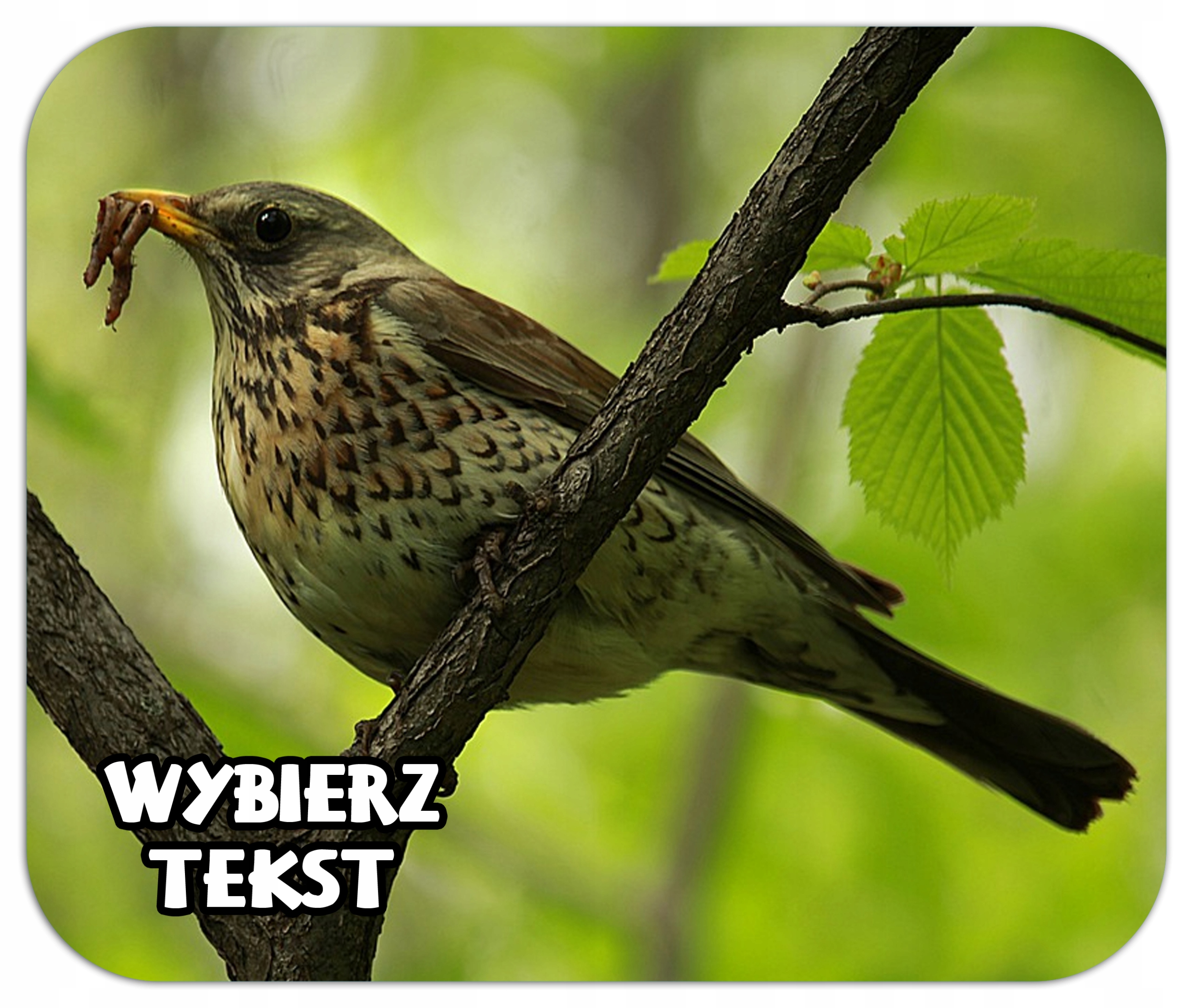 

Podkładka Pod Mysz Dzikie Ptaki Drozd Dudek +napis