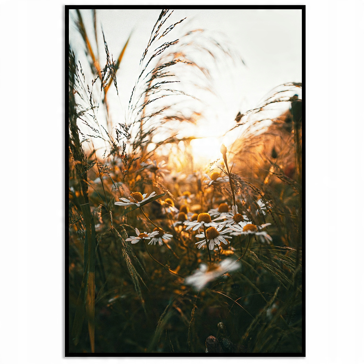 

Plakat 30x40 trawa łąka zdjęcie obraz kwiaty