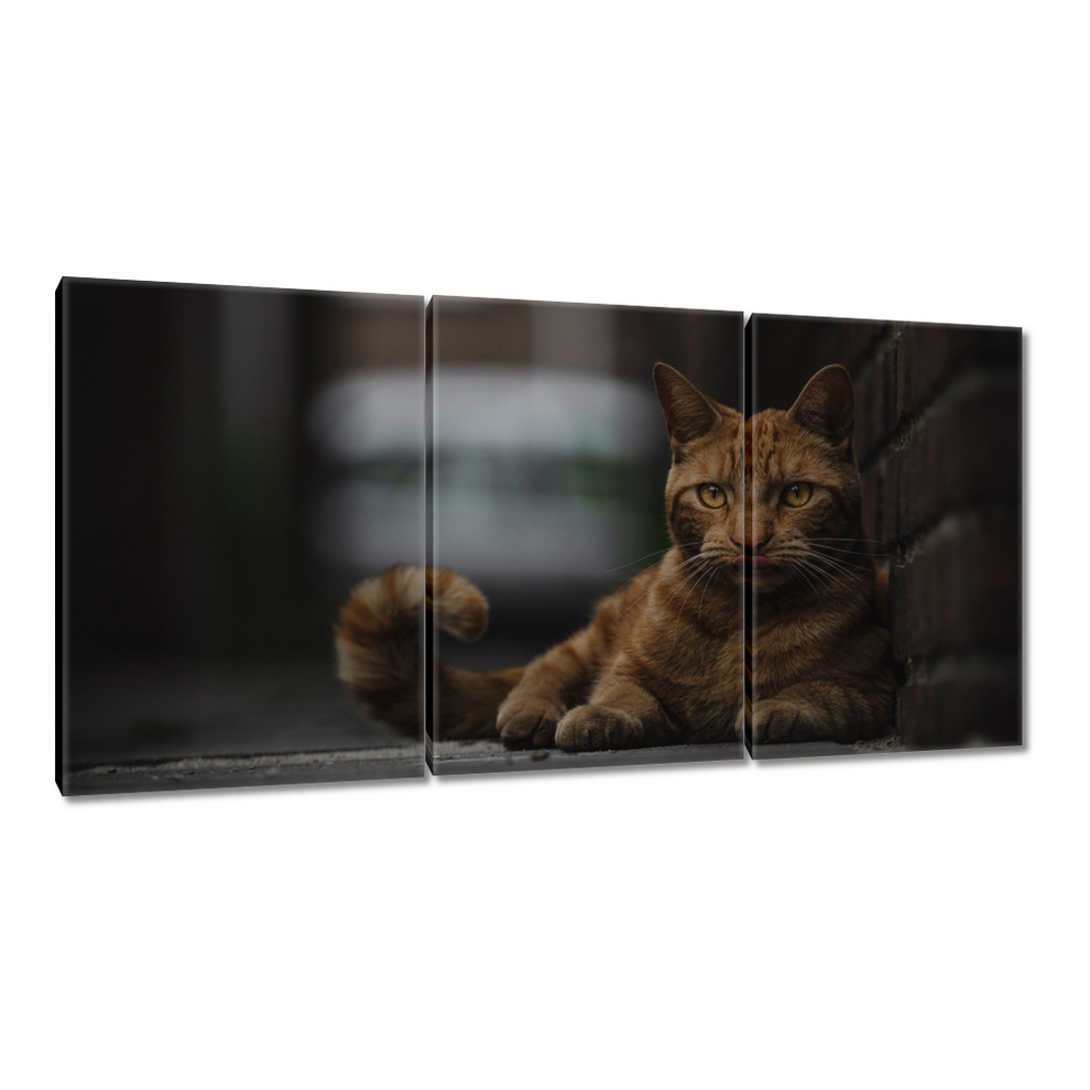 

Obrazy 120x60 Kot Kotek Koty Kicia