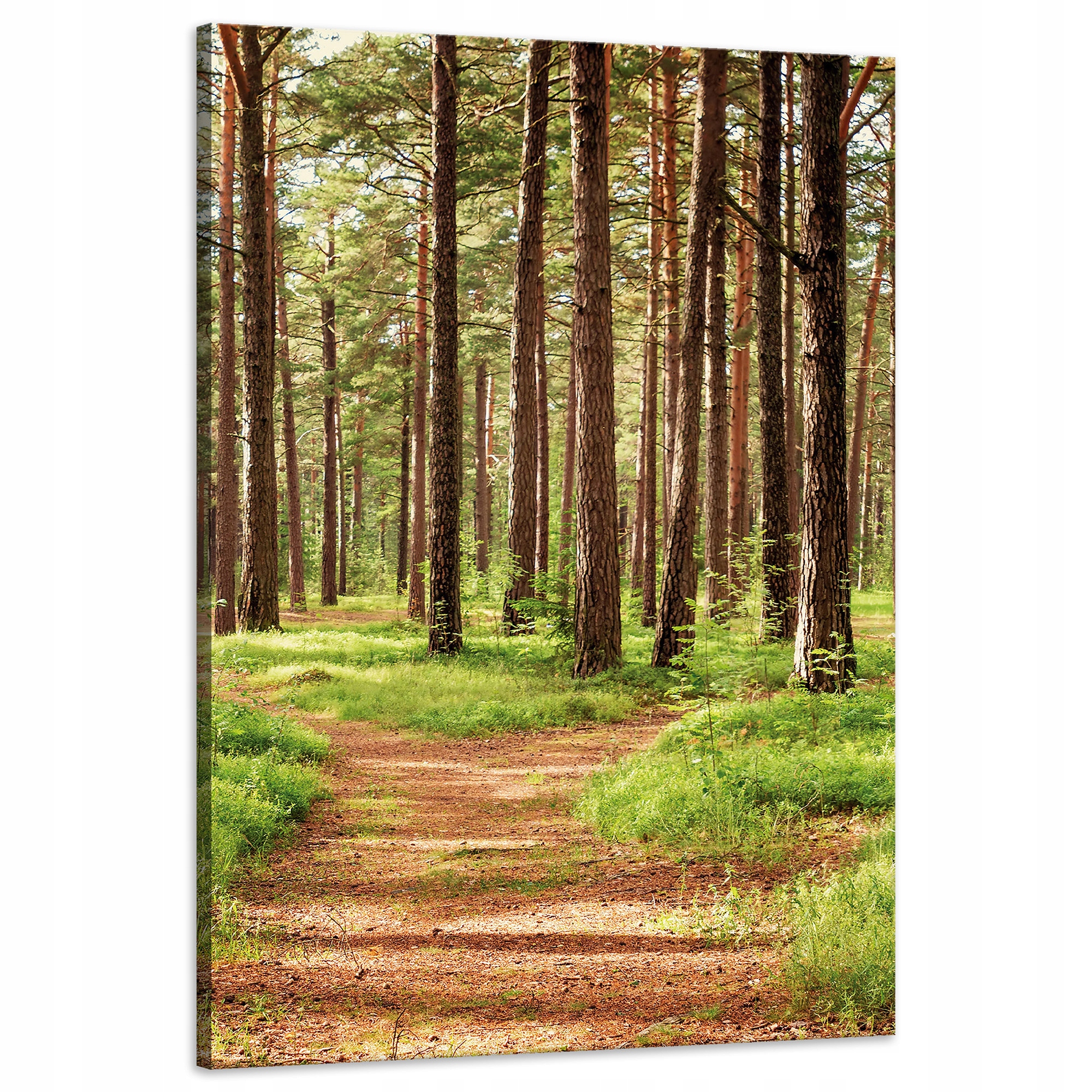 Obraz na plátně Stezka v lese Stromy Příroda 60x90 cm