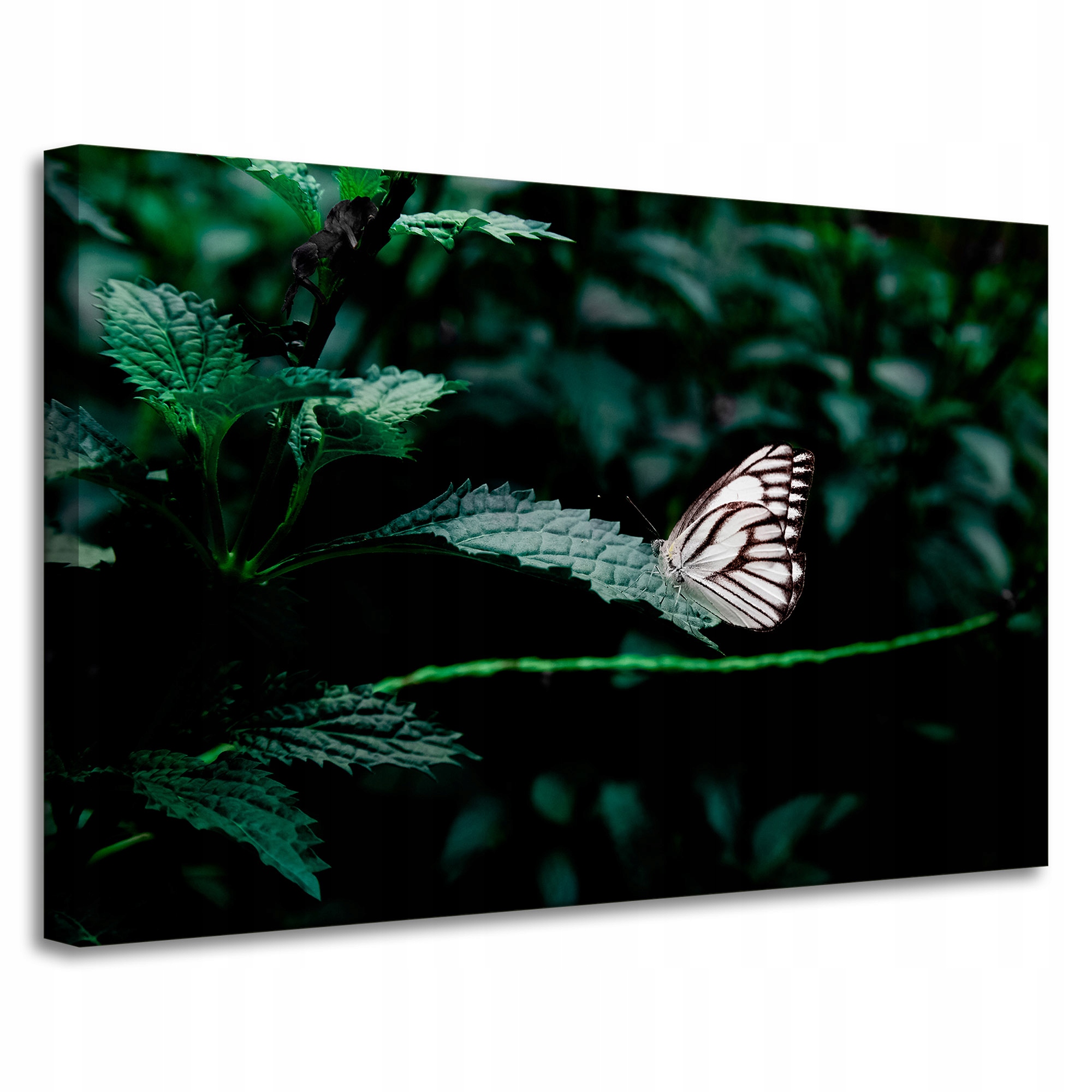 Obraz Canvas Příroda Motýlek na listu 90x60 cm