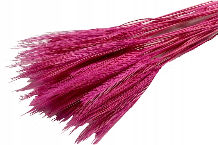 

Pszenżyto ciemnoróżowe zboże susz krajowy kłosy