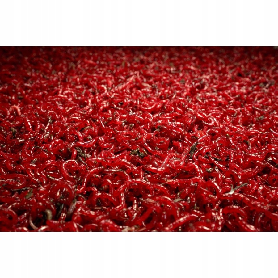 ŻYWA OCHOTKA WĘDKARSKA HACZYKOWA 50G