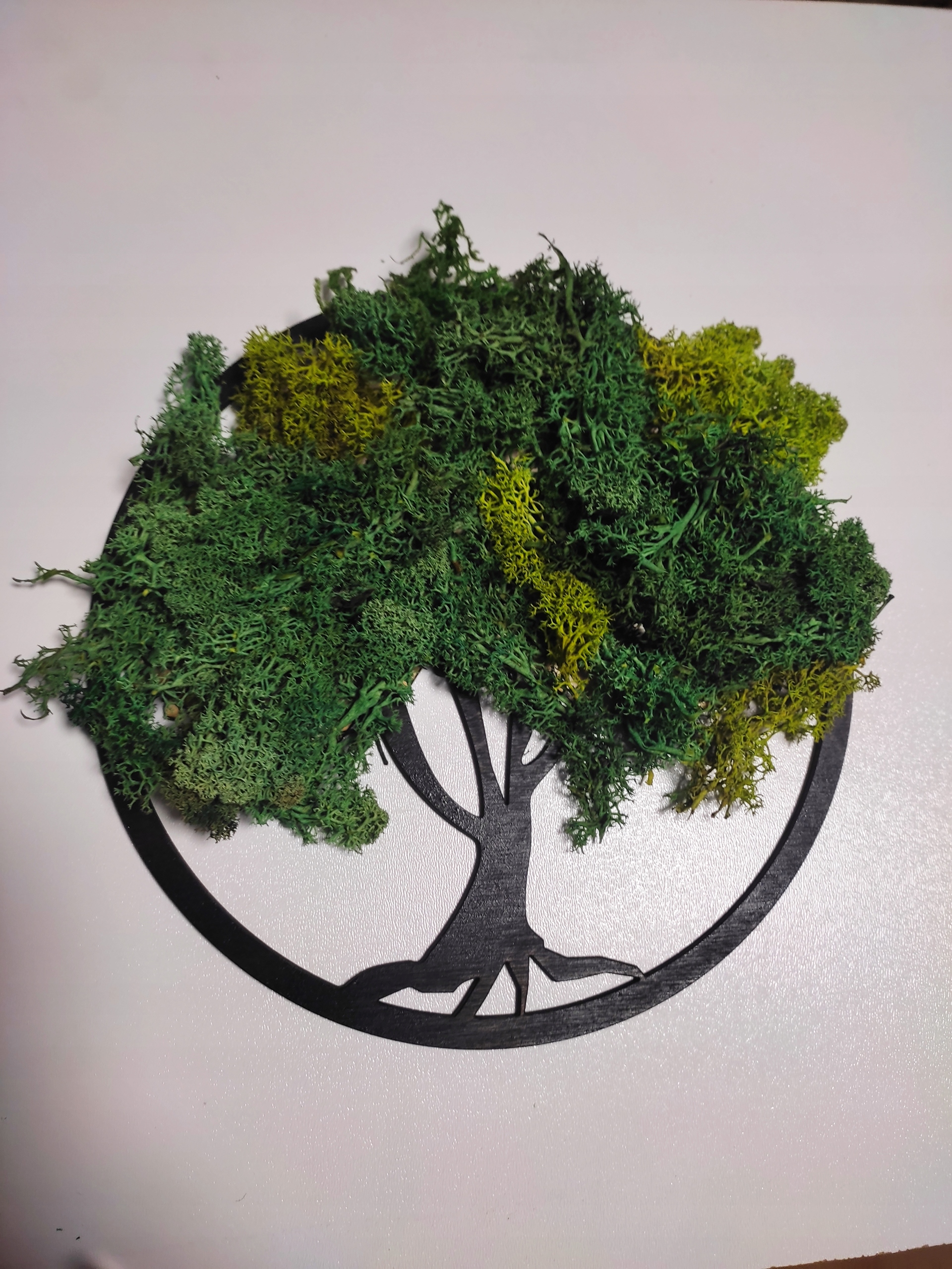 obraz drzewo w kole z mchu chrobotek 22cm