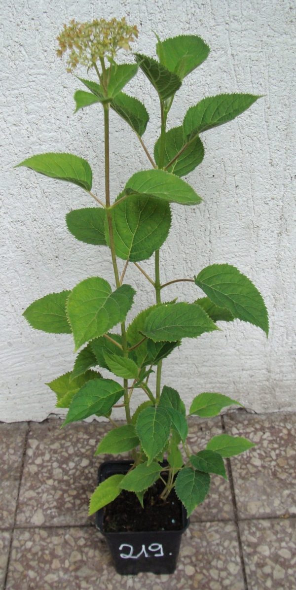 HORTENSJA DRZEWIASTA Candybelle Marshmallow - sadzonki w doniczkach Nazwa łacińska inna