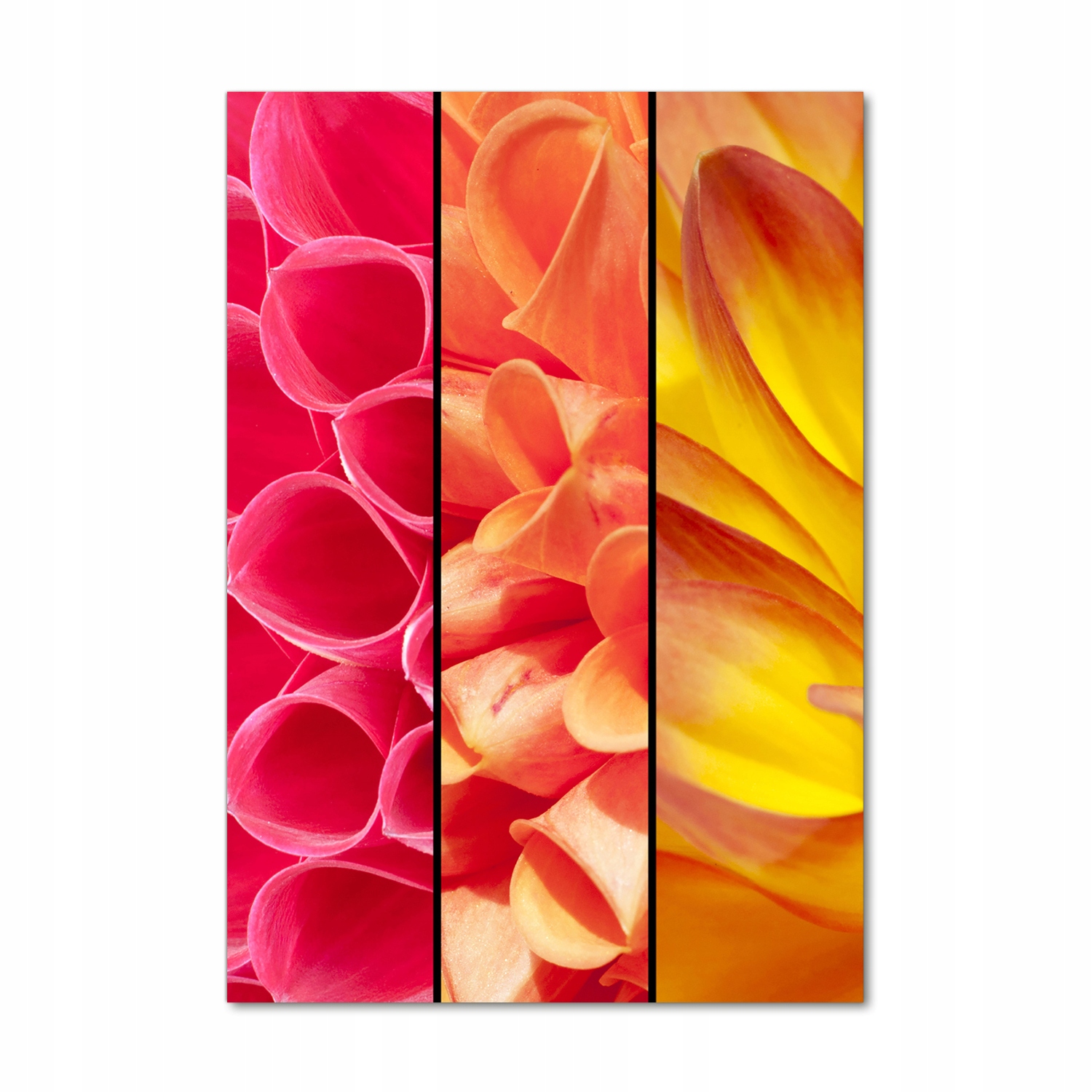 

Foto obraz szkło akrylowe Kolorowe kwiaty 70x100cm