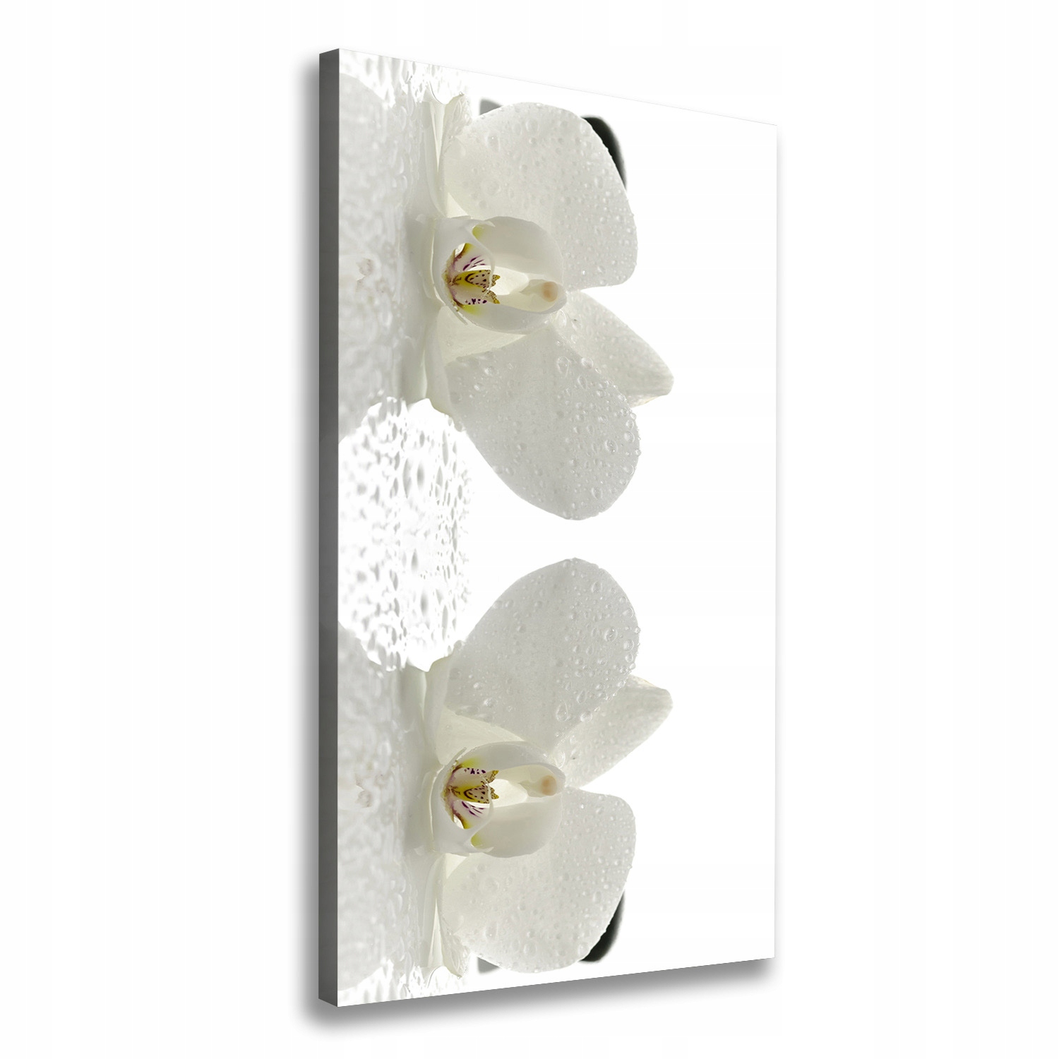 

Foto obraz na płótnie Orchidea i kamienie 70x140cm