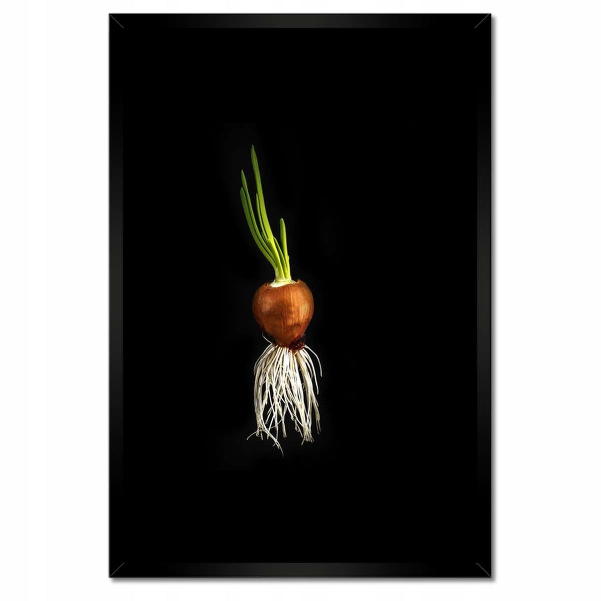 Plakáty v rámu 40x60 Cibule s kořeny