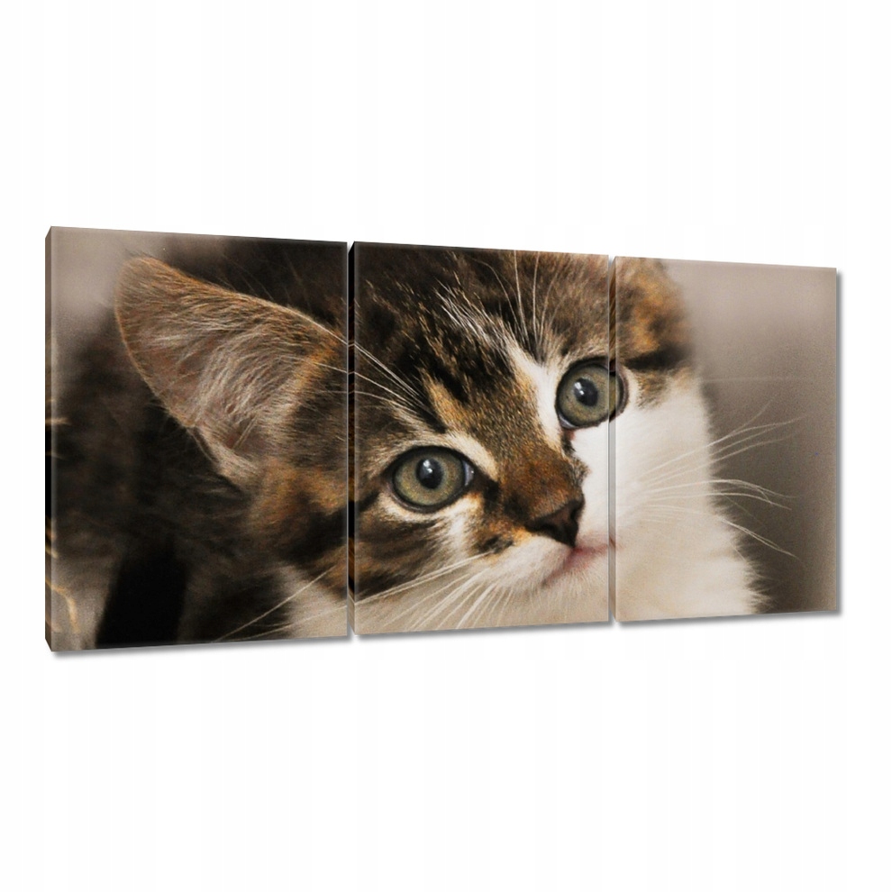 

Obrazy 120x60 Kociak