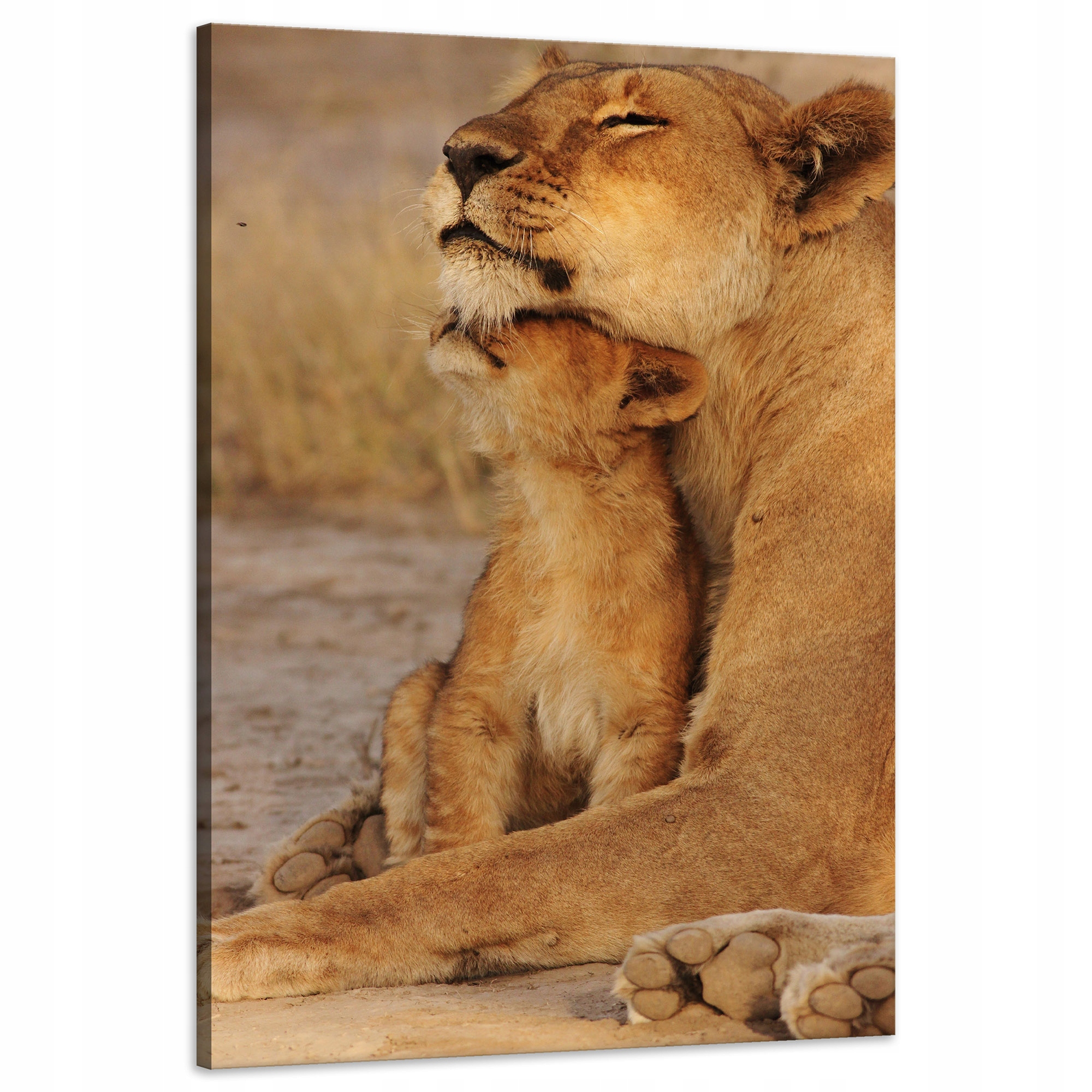 Obraz na plátně Lvice a Lvíče Savana Příroda 60x90 cm