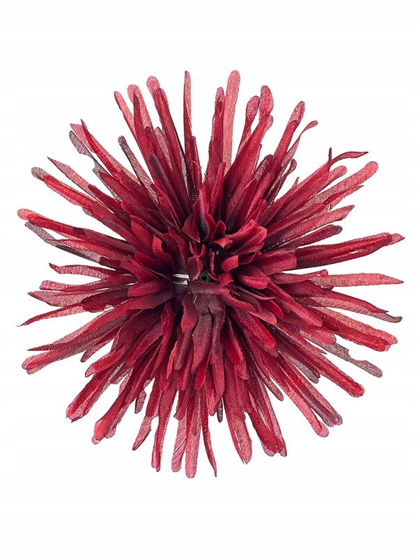 

Chryzantema Igiełkowa główka wyrobowa Cerise Black