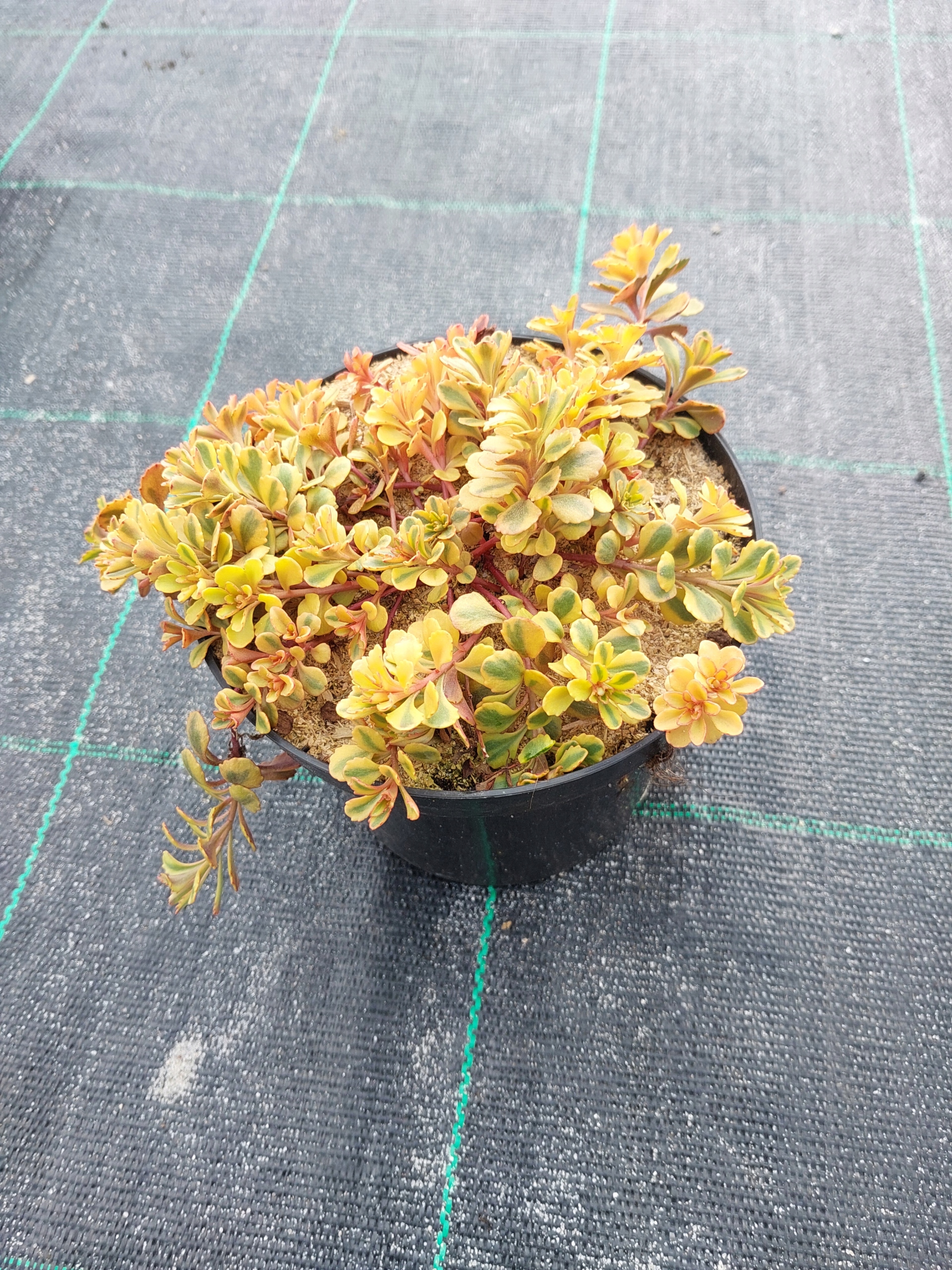 Rozchodnik kamczacki The Edge