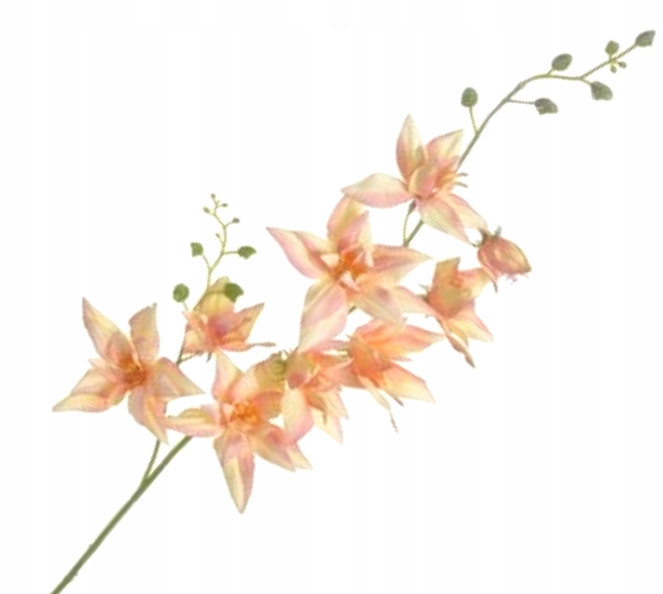 

Gladiola Gałązka Kwiatowa 74cm