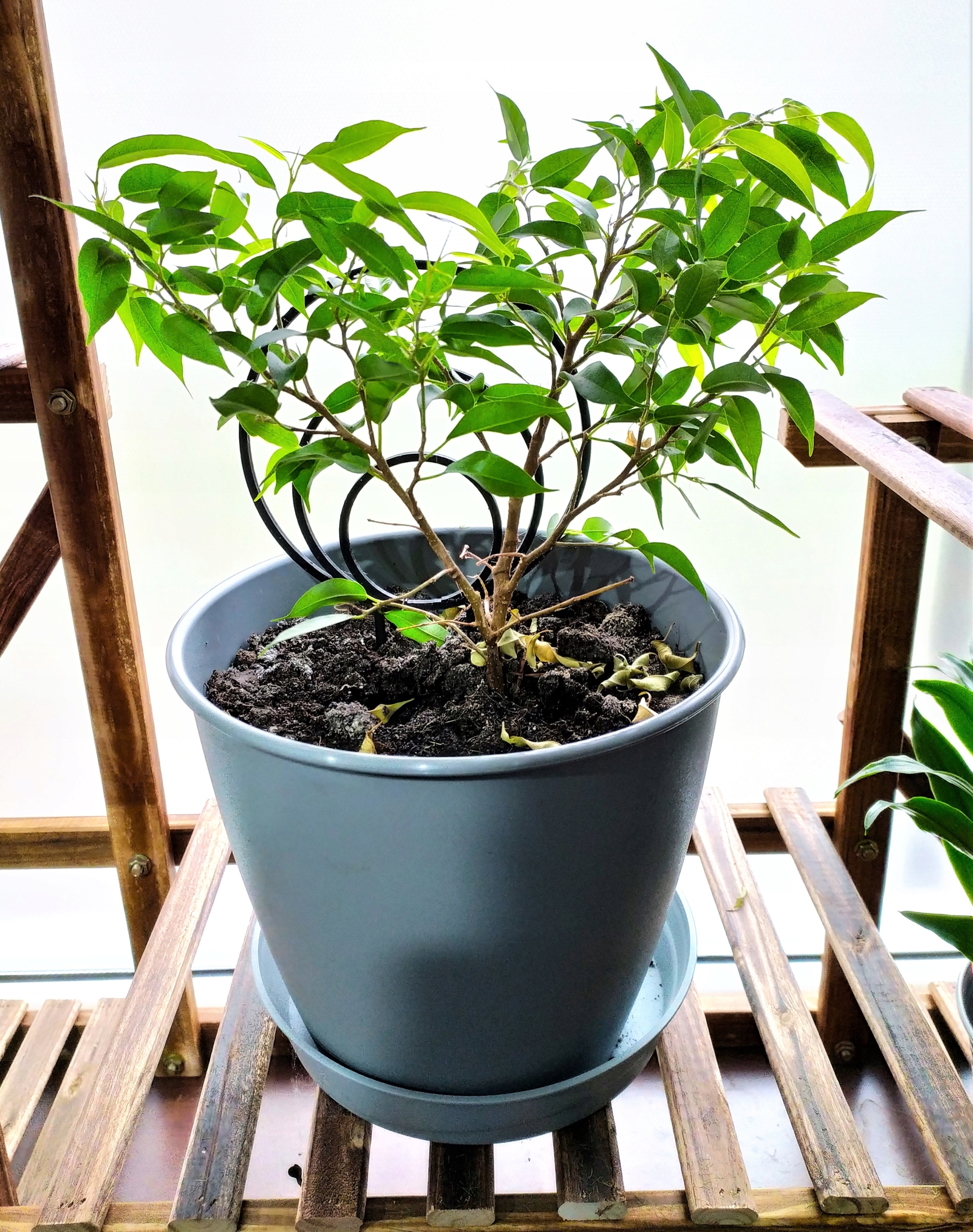 PODPÓRKA KWIATÓW ROŚLIN PERGOLA KOŁA OBRĘCZ 19cm Rodzaj drabinka