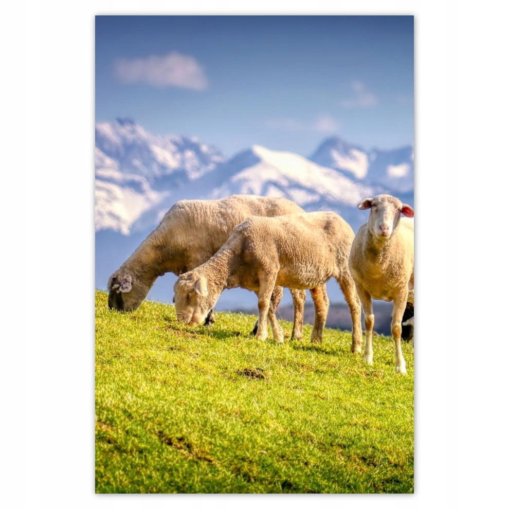 

Plakaty 62x93 Wypas owiec Owieczki Owce