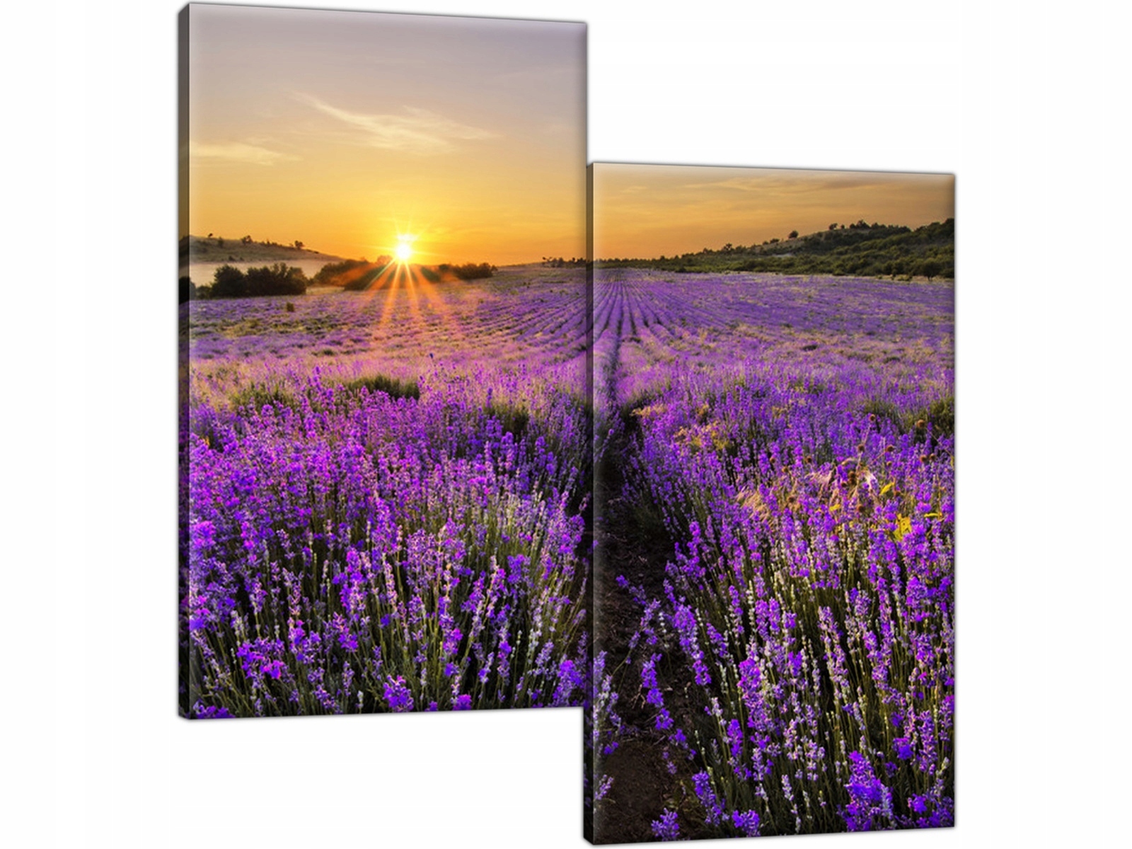 

Pole lawendy 60x60 Lawenda Obraz dwuelementowy