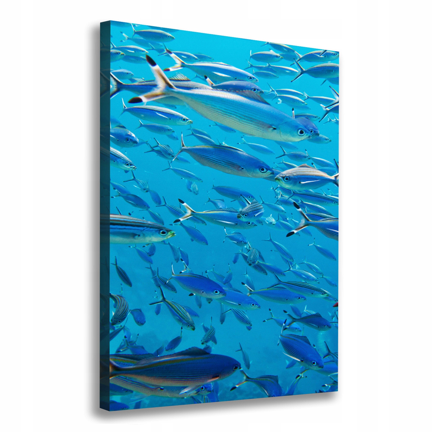 

Foto obraz canvas na ścianę Koralowe ryby 70x100cm