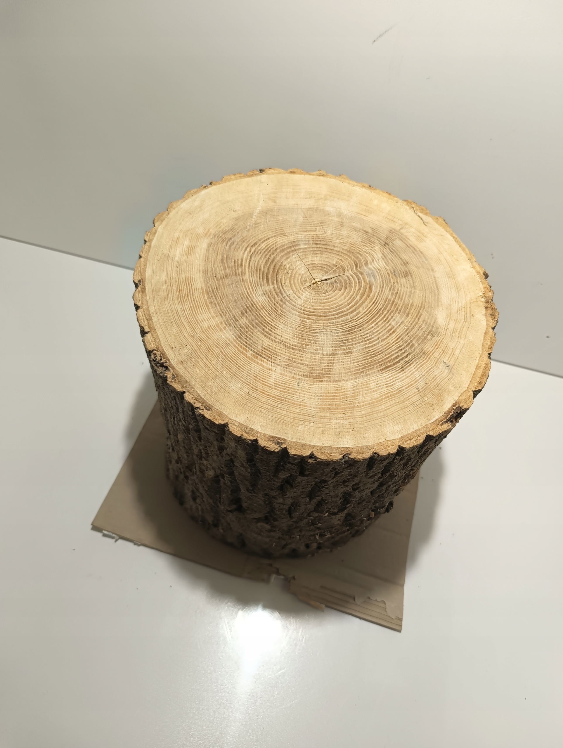 PNIAK JESIONOWY PIEŃ KLOCEK JESIONOWY BARDZO TWARDY ZDROWY WIELKI XXL 36-45 Waga produktu z opakowaniem jednostkowym 45 kg