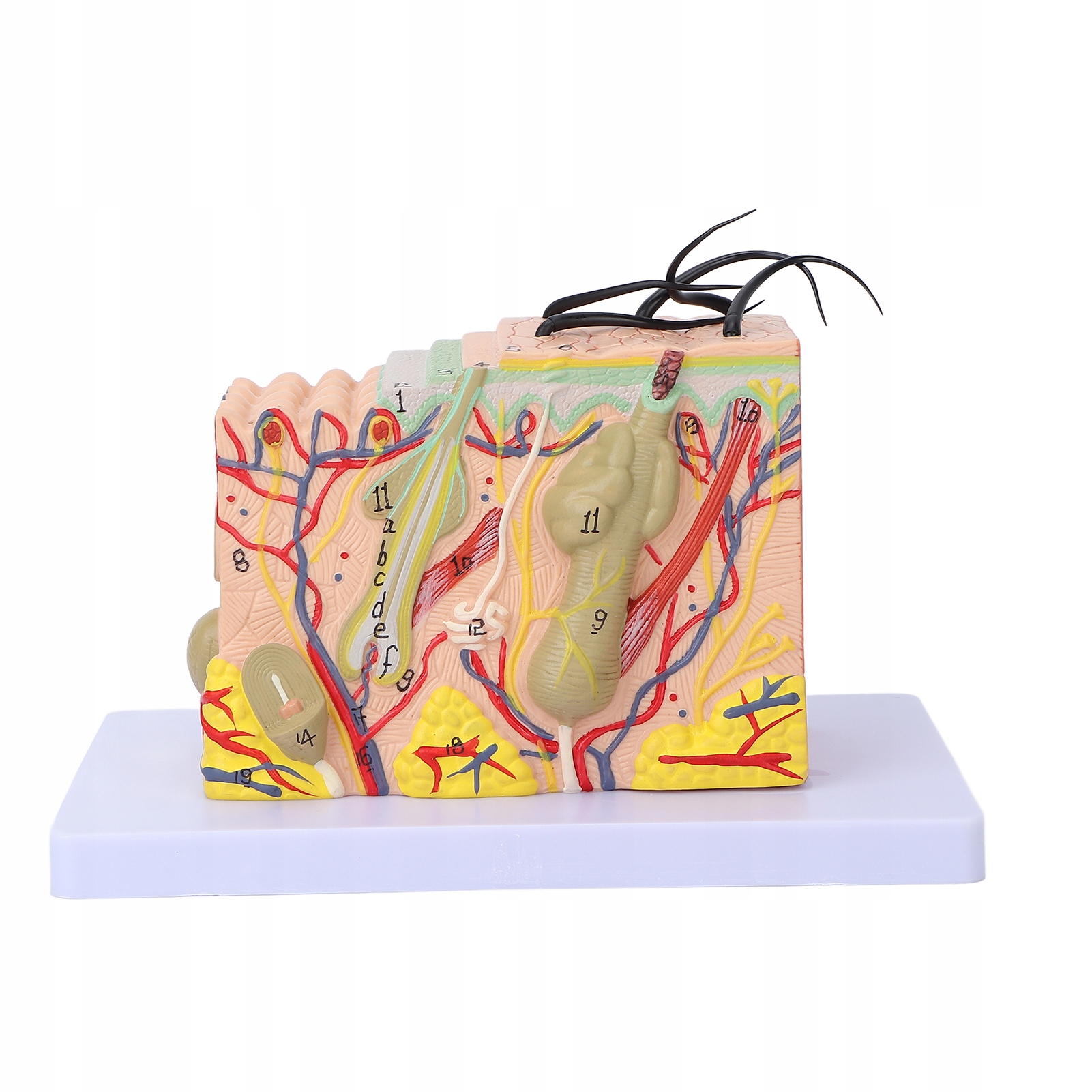 Model Anzny Warstwy Skóry Człowieka W Przekroju Nauka Anatomii 3D