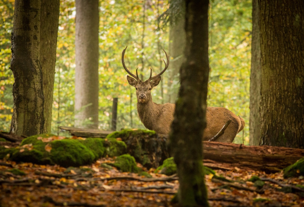 

Fototapeta Flizelinowa Jeleń Las - 104x70