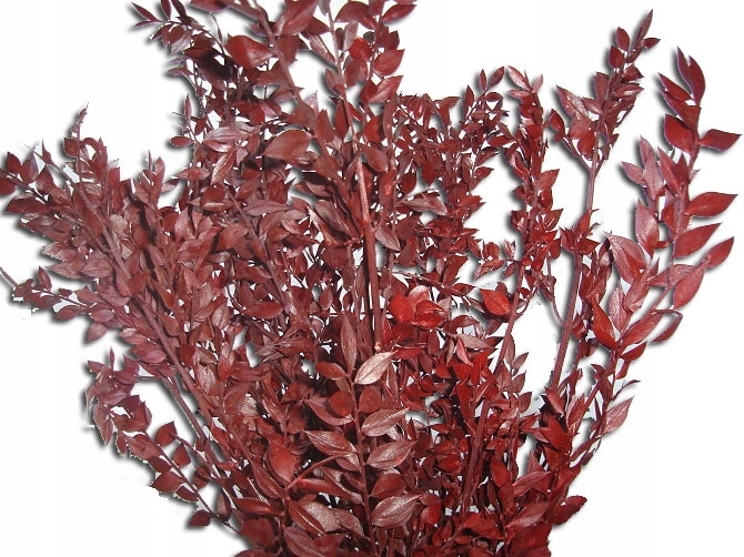 BRĄZOWY RUSKUS RUSKUL SUSZ BRĄZOWE ŁODYGI 40-70 CM