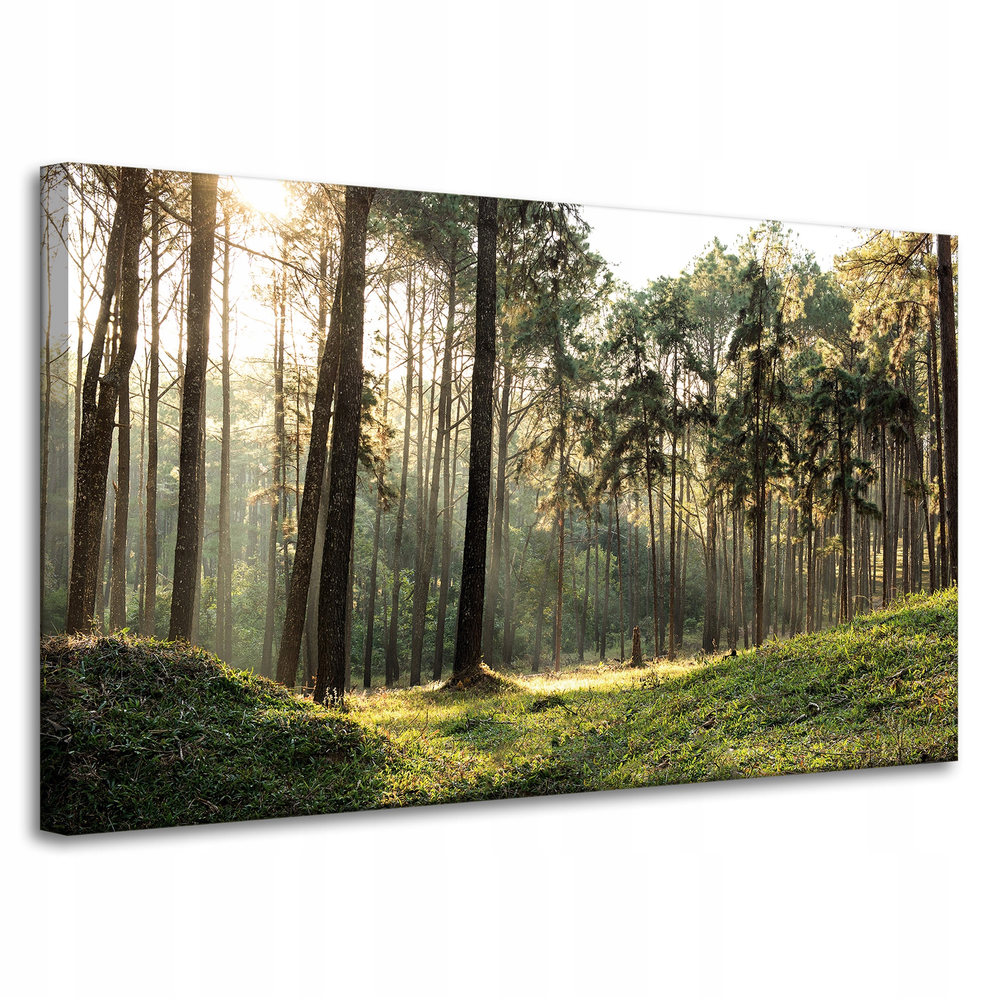 Obraz na plátně Les Stromy Slunce Příroda 100x60 cm Ideální jako dárek