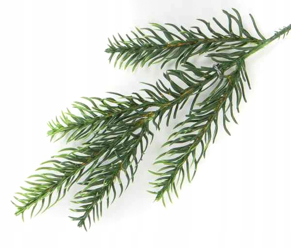 ŚWIERK Gałązka iglasta SOSNA podkład 30 cm