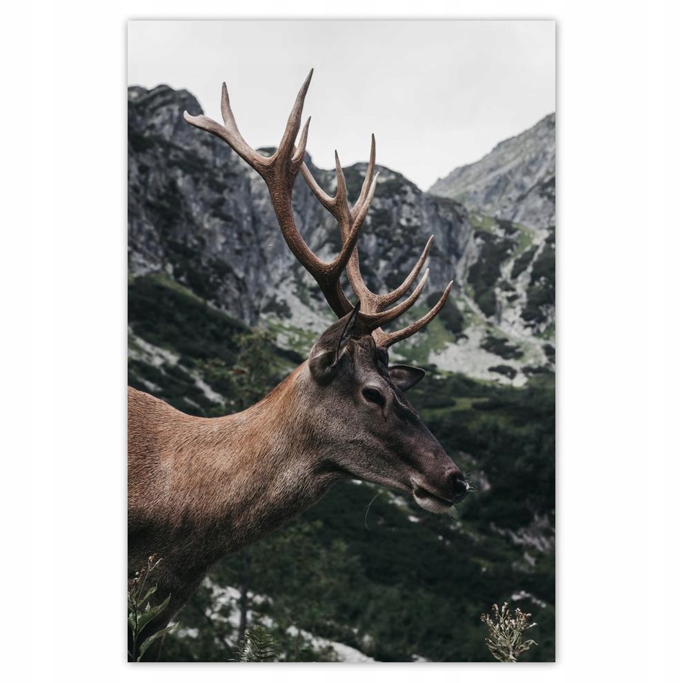 

Plakat 62x93 Jeleń Jelenie Rogacz