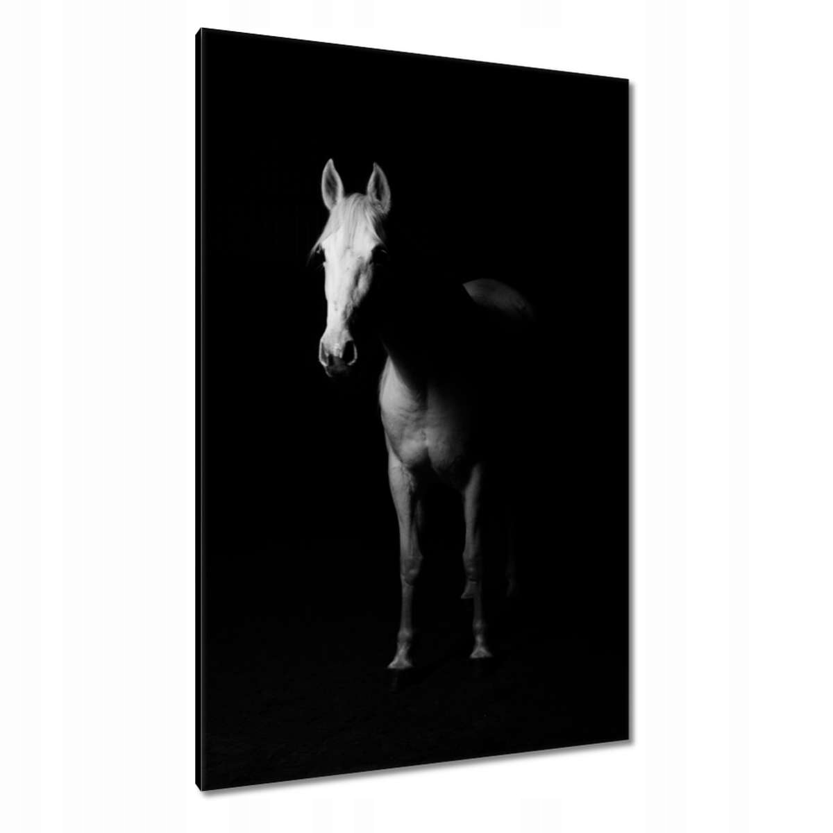 Obrazy 80x120 Kůň ve stínu