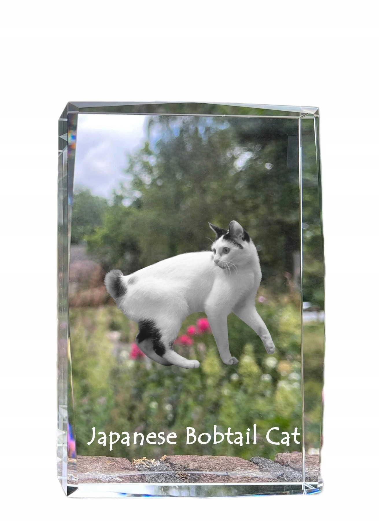 Japonská mačka bobtail foto v kryštáli, suvenír, trofej, poďakovanie