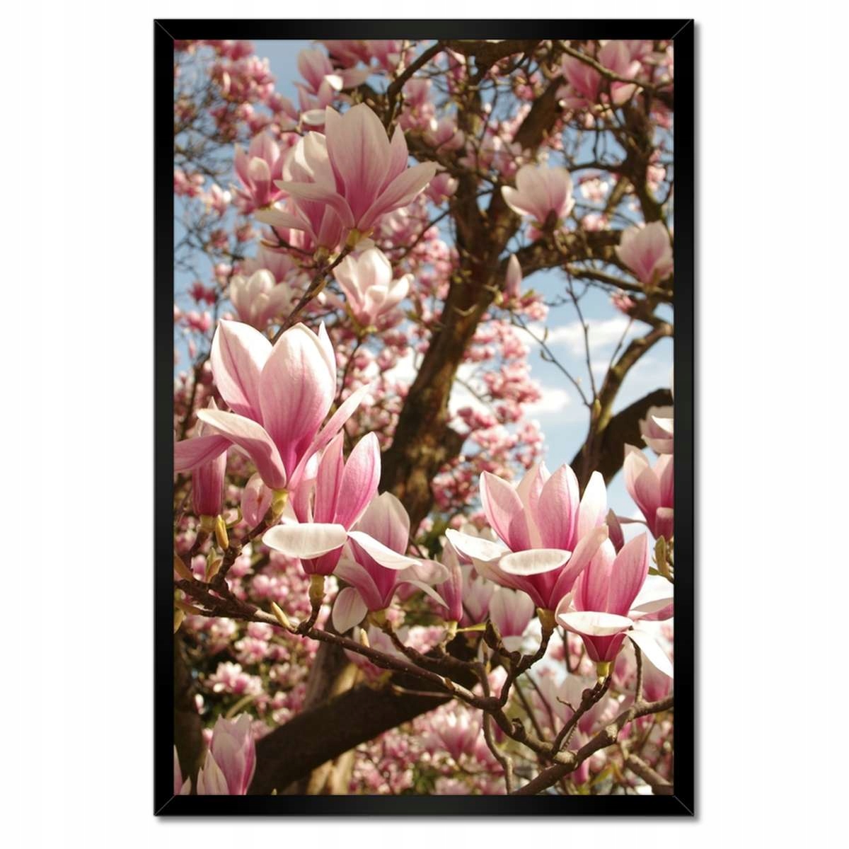 Plakáty v rámu 40x60 Magnolie Květiny Světle Modrá