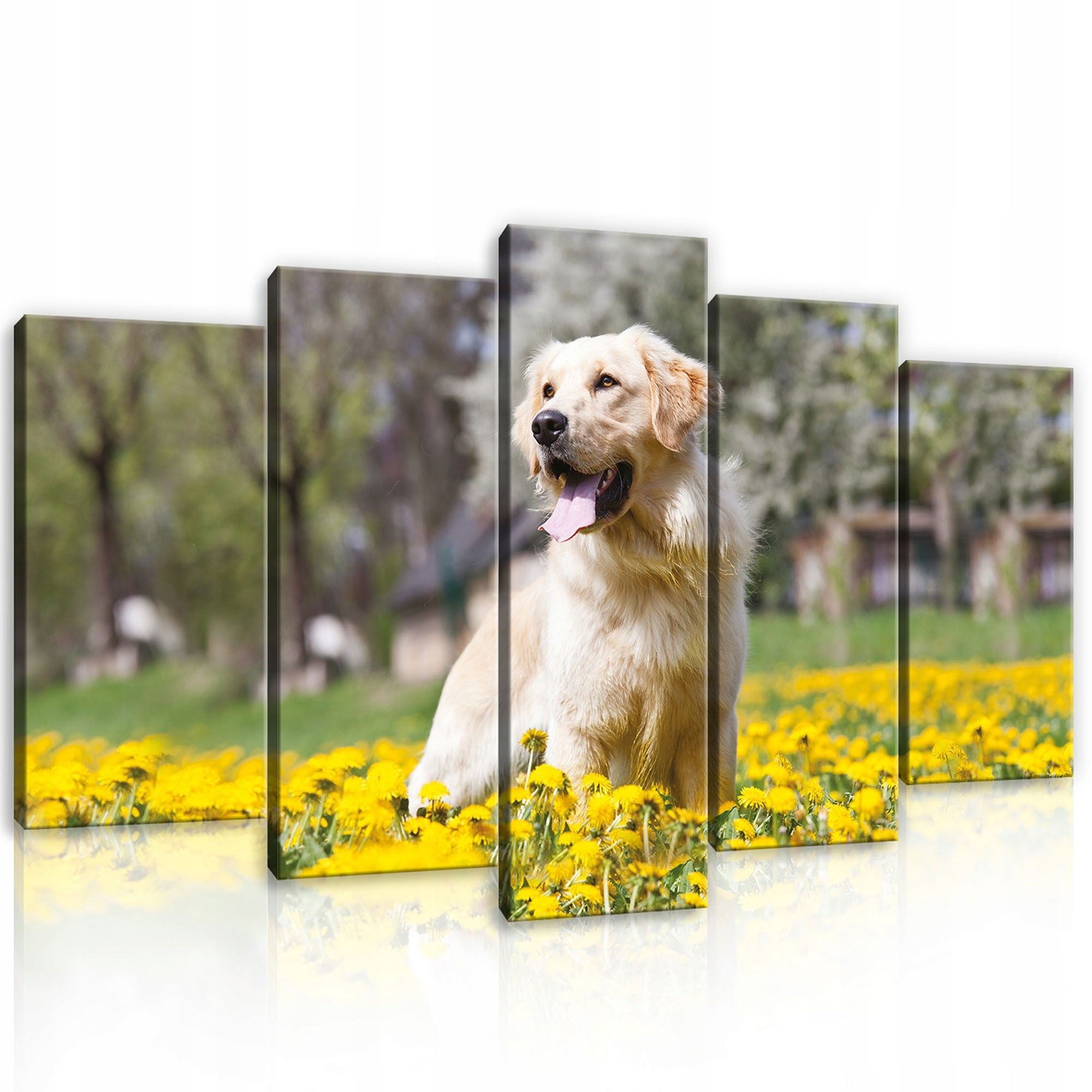 Obraz 100x60 Zlatý retrívr pes pampeliška jaro slunce radost