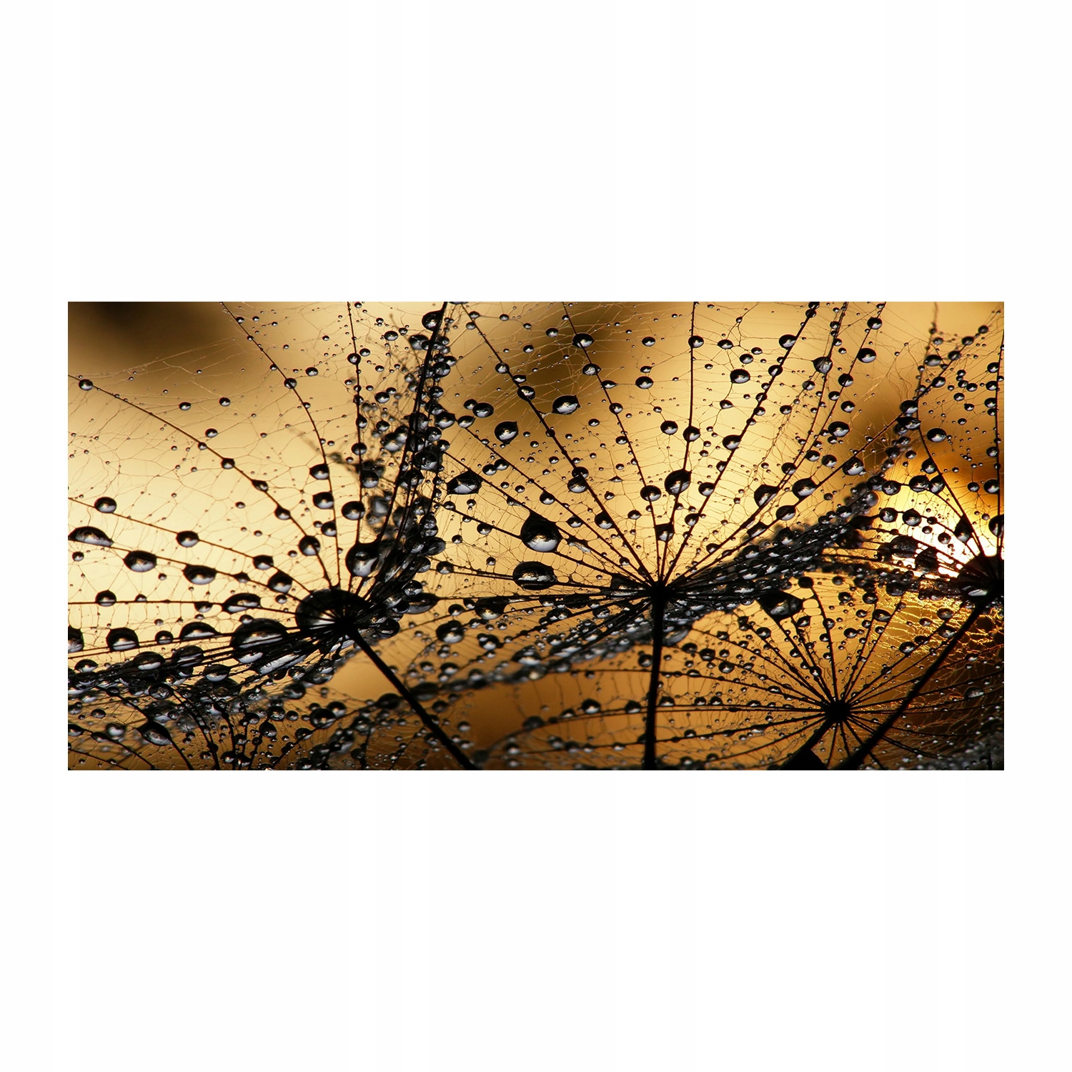 

Foto-obraz akrylowy Nasiona dmuchawca 140x70 cm