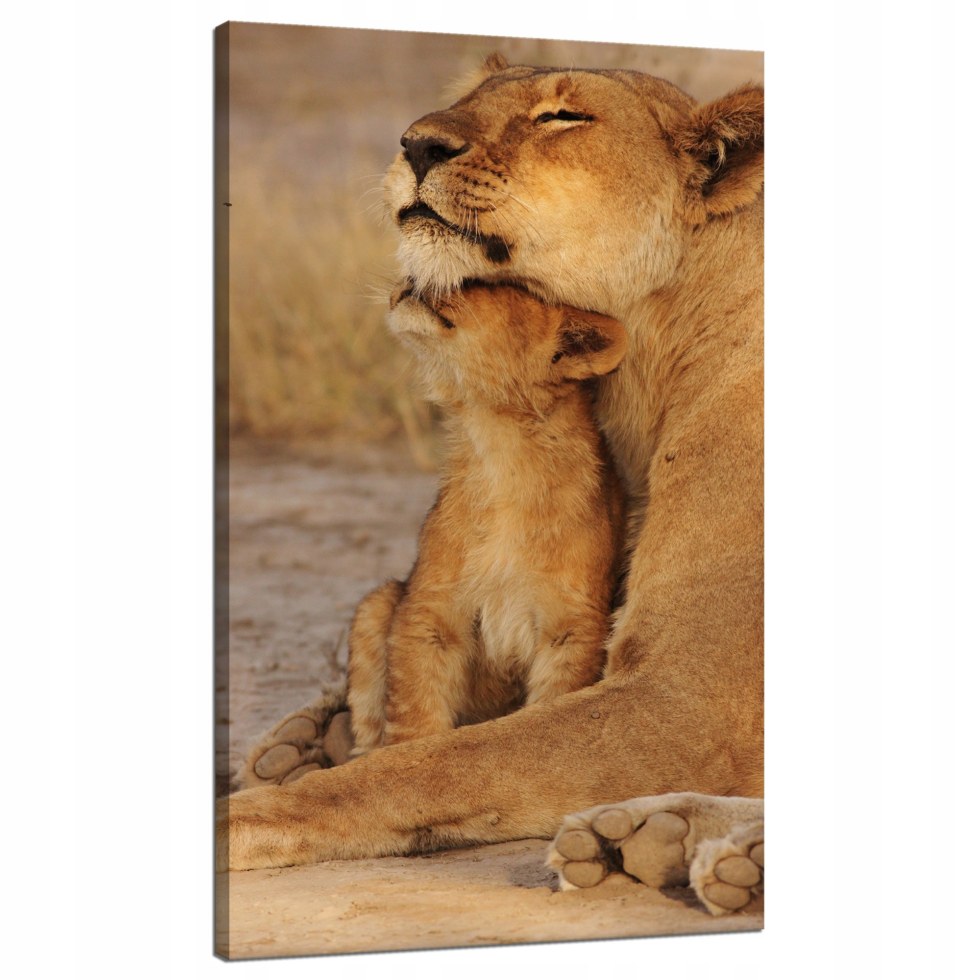 Obraz na plátně Lvice a Lvíček Savana Příroda 70x120 cm