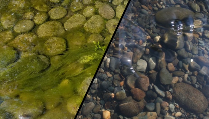 INVITAL Clear Pond Direct 1kg Forma proszek