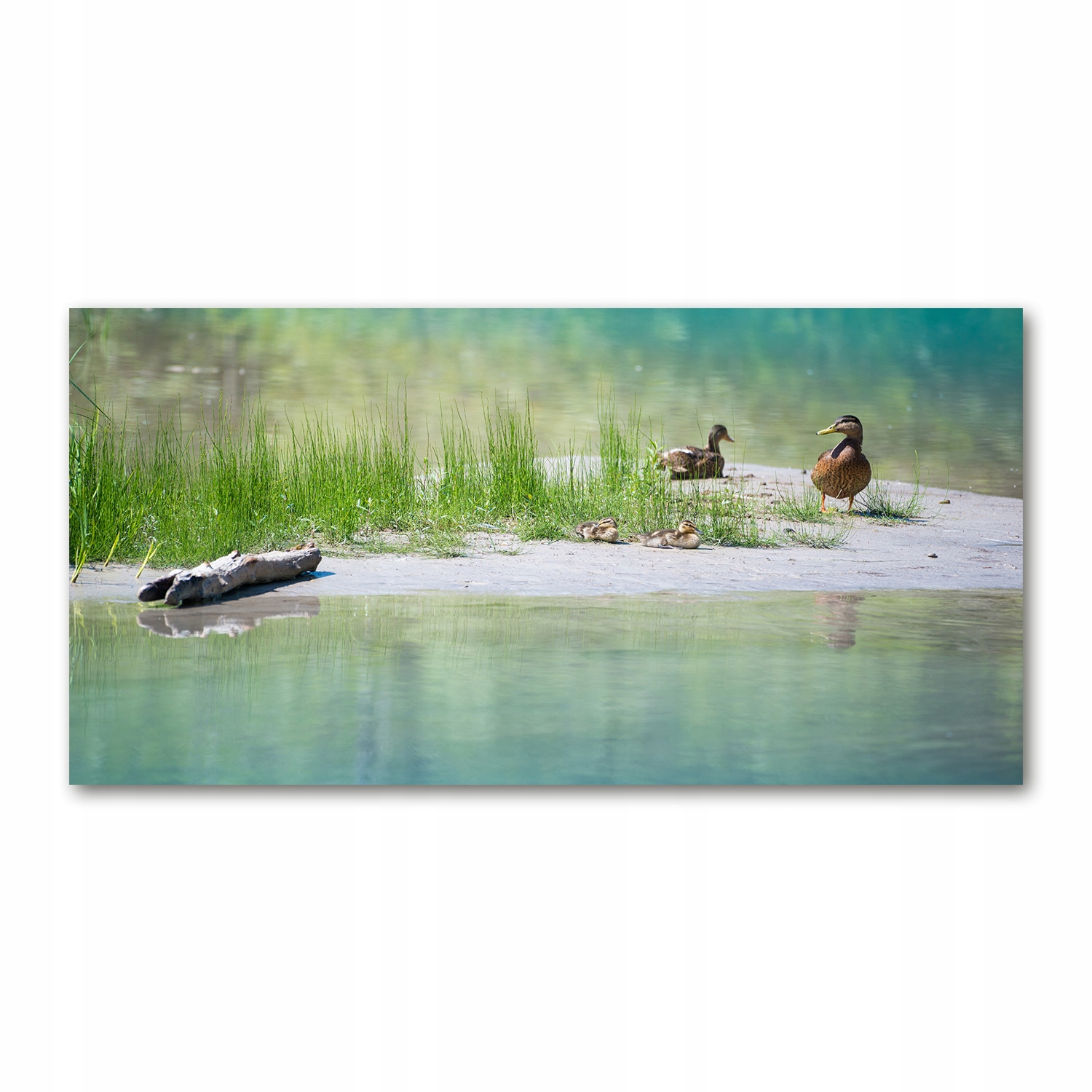 

Foto obraz akryl zdjęcie Kaczki nad wodą 120X60 cm