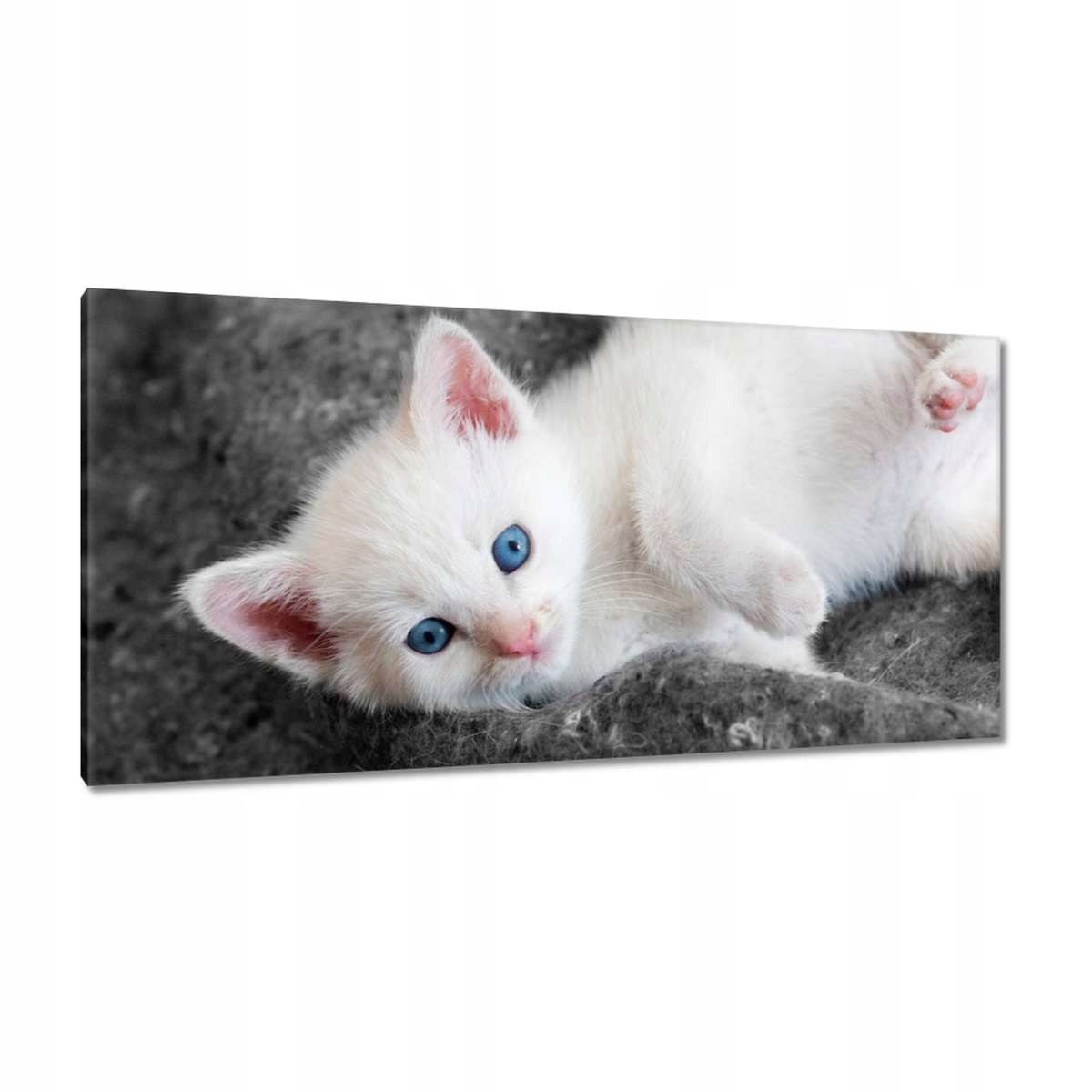 Obrazy 115x55 Kočička
